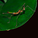 Jumping Stick