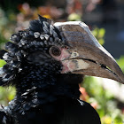 Silvery-cheeked Hornbill
