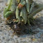 worm guy with pine needle house on his back