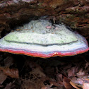 Red Banded Polypore