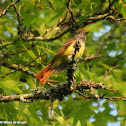 Great crested flycatcher