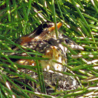 American Robin
