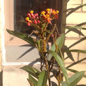 Milkweed and aphids