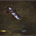 Platypus