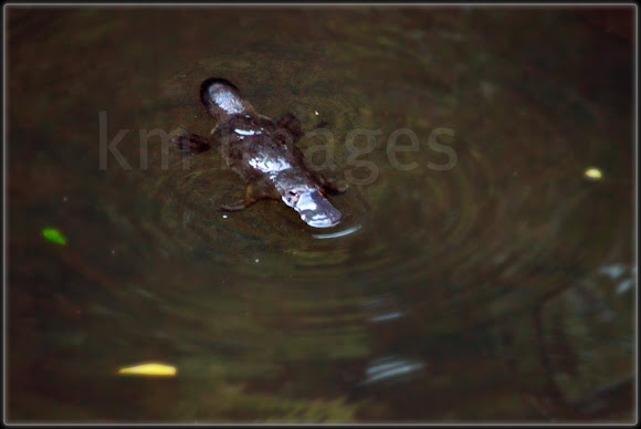 Spotting Image 1