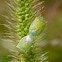 Red-shouldered stink bugs (mating)