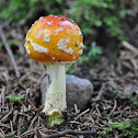 Yellow Orange Fly Agaric