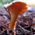 strange little chanterelle