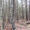 Red Spruce