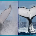 Humpback whale