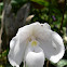 Slipper Orchid