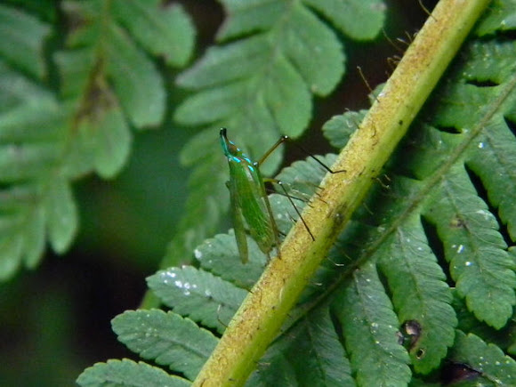 Spotting Image 1