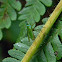 Dictyopharid planthopper