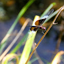 Dragonfly or Damselfly