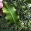 Acivro ( gal ) , Acebo ( es)