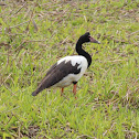 Magpie Goose