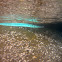 Crocodile Needlefish