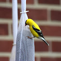 American Goldfinch