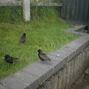 European Starling