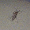 Mosquito