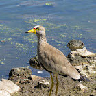 African Wattled Lapwing