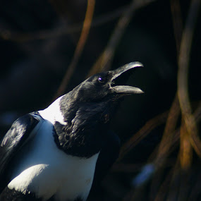 by JenWil   - Animals Birds