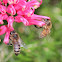 Honey Bee