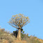 Quiver Tree (Kokerboom)