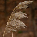 Common Reed