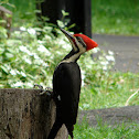 Pileated Woodpecker