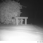 Eastern Cottontail