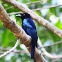 Spangled Drongo