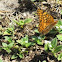Fritillary, varigated ?