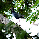 Purple Moorhen