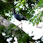 Purple Moorhen