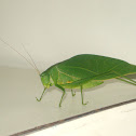 Katydid [pt-br: Esperança]