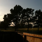 Pine