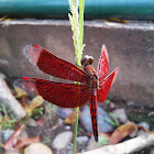 capung/dragonfly