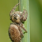 Jumping spider (female)
