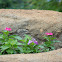 Vincas