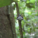 Spiny Orb Weaver