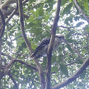 Laughing Kookaburra