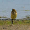 Swainson's Thrush