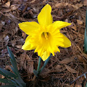 Daffodil 