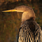 Anhinga