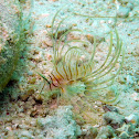 Spotfin Lionfish (juvenile)
