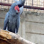 Palm Cockatoo