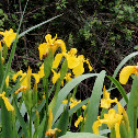 Lirio amarillo