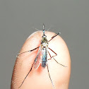 Elephant Mosquito