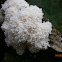 Dog Sick Slime Mould